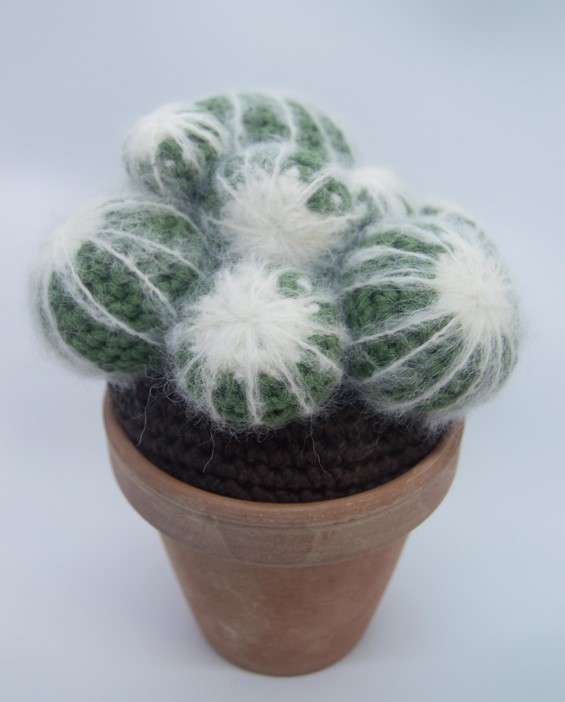 kaktus - parodia scopa