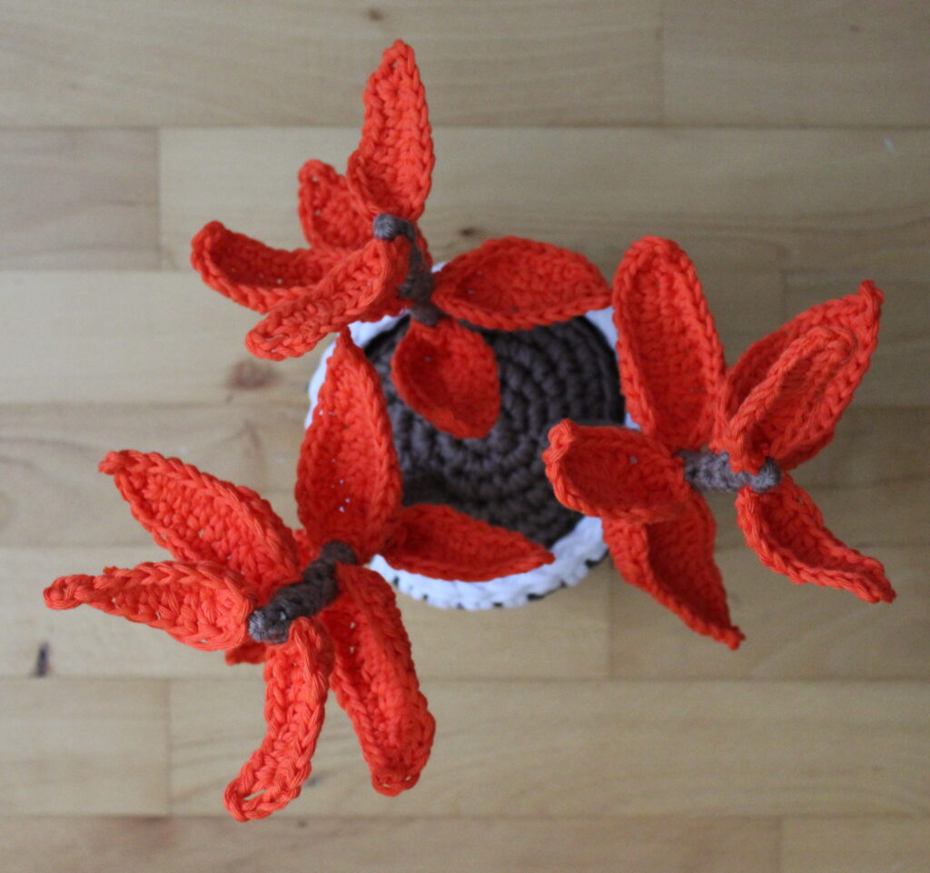 orange sukkulent set fra oven