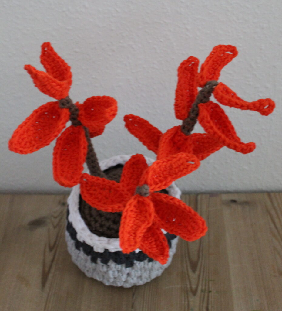 hæklet kalanchoe orgyalis - sukkulent