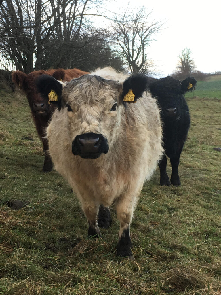 gallowaykøer - 2019 - bertha, olga og luna