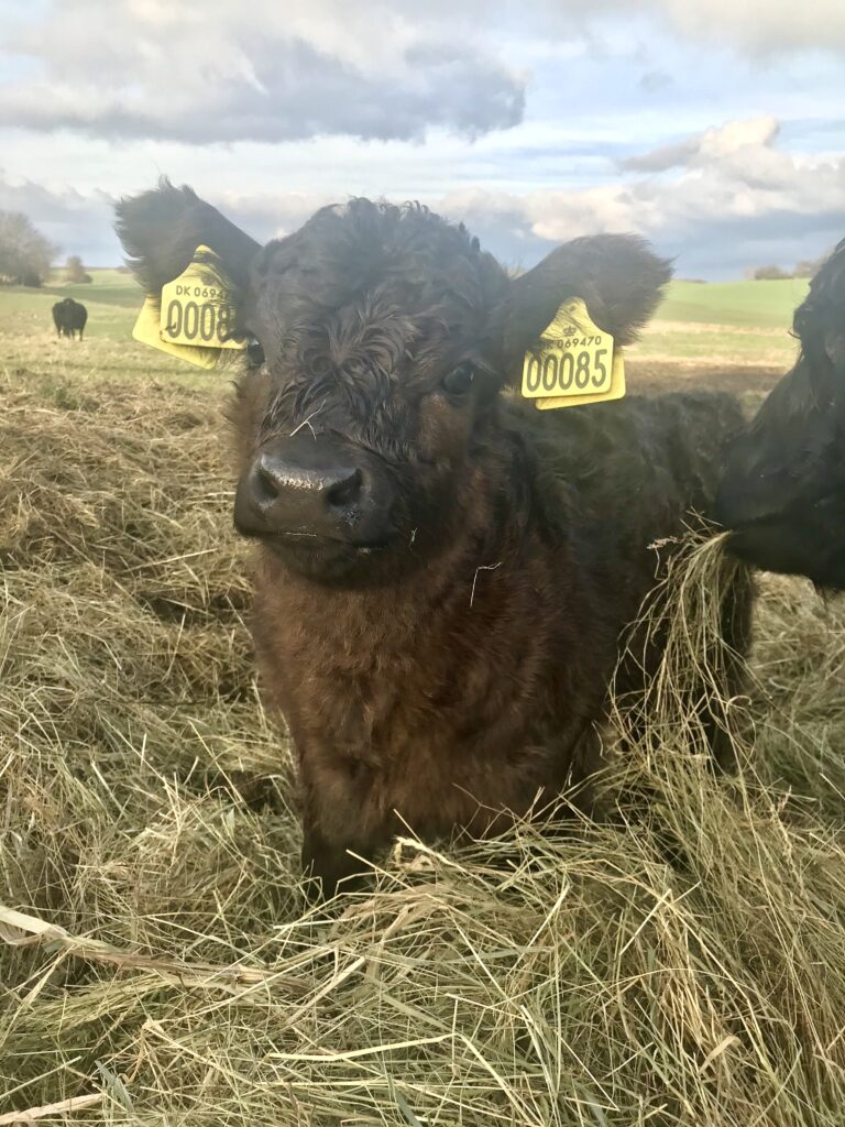 galloway kalv