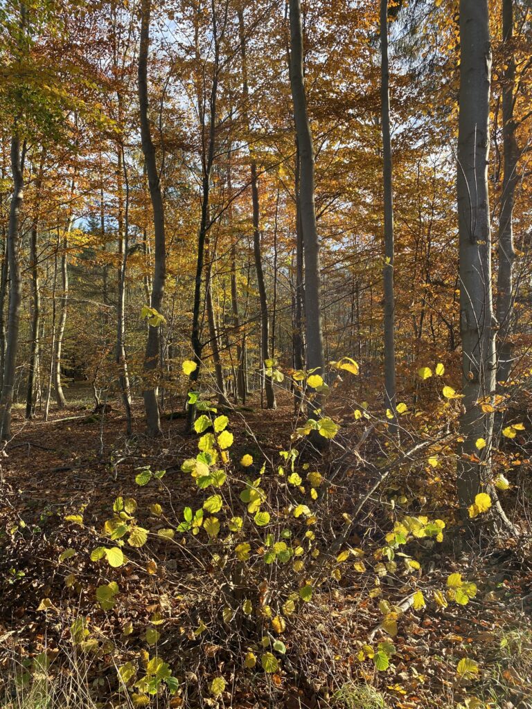 skov