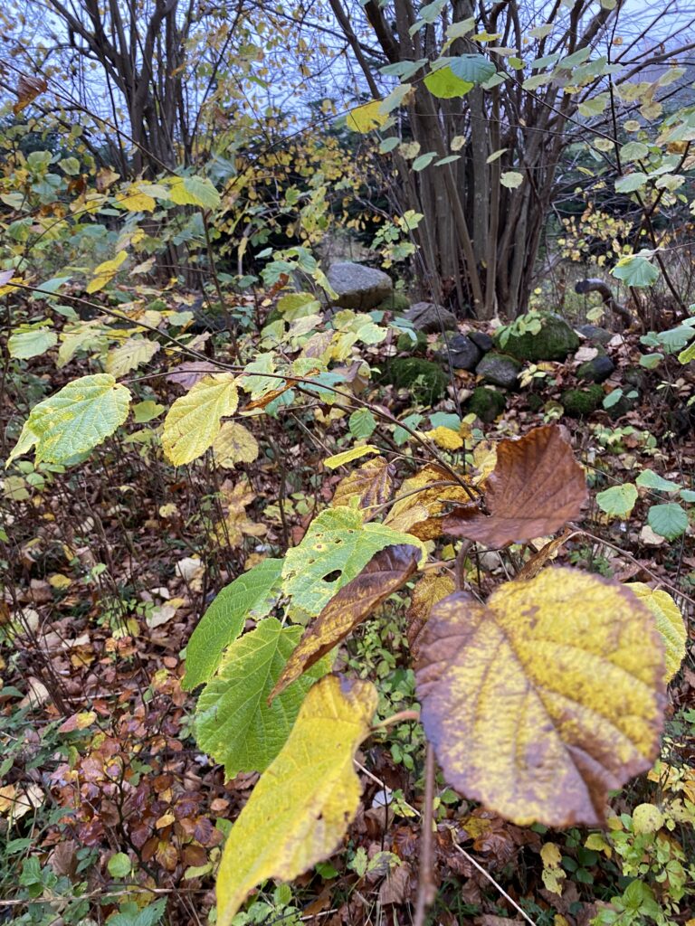 skov