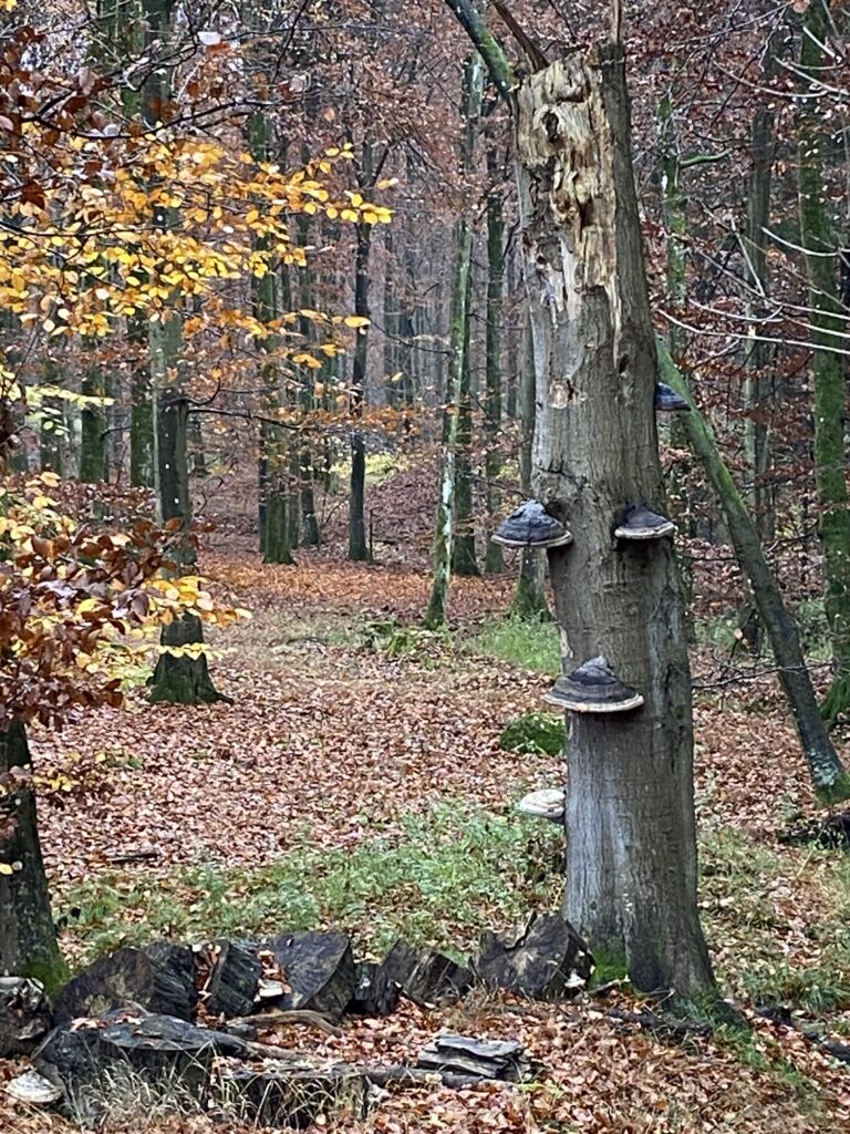 skov