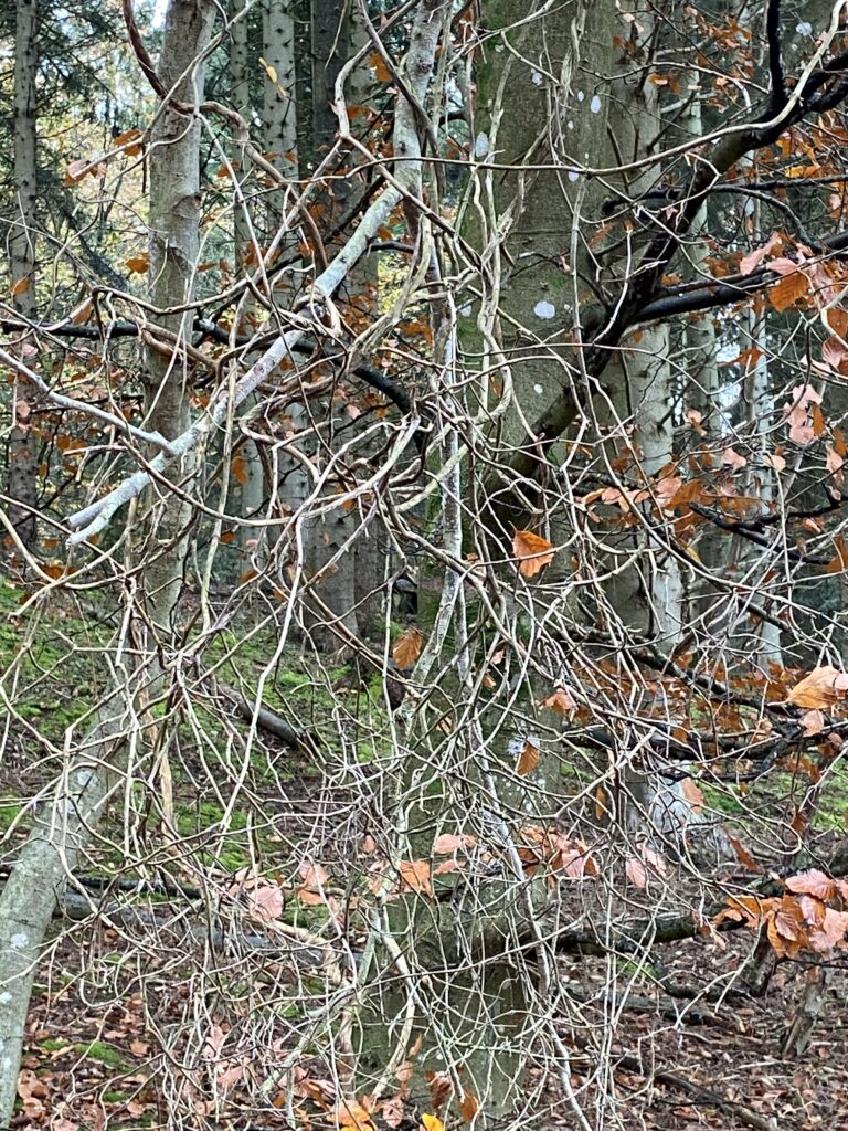 skov