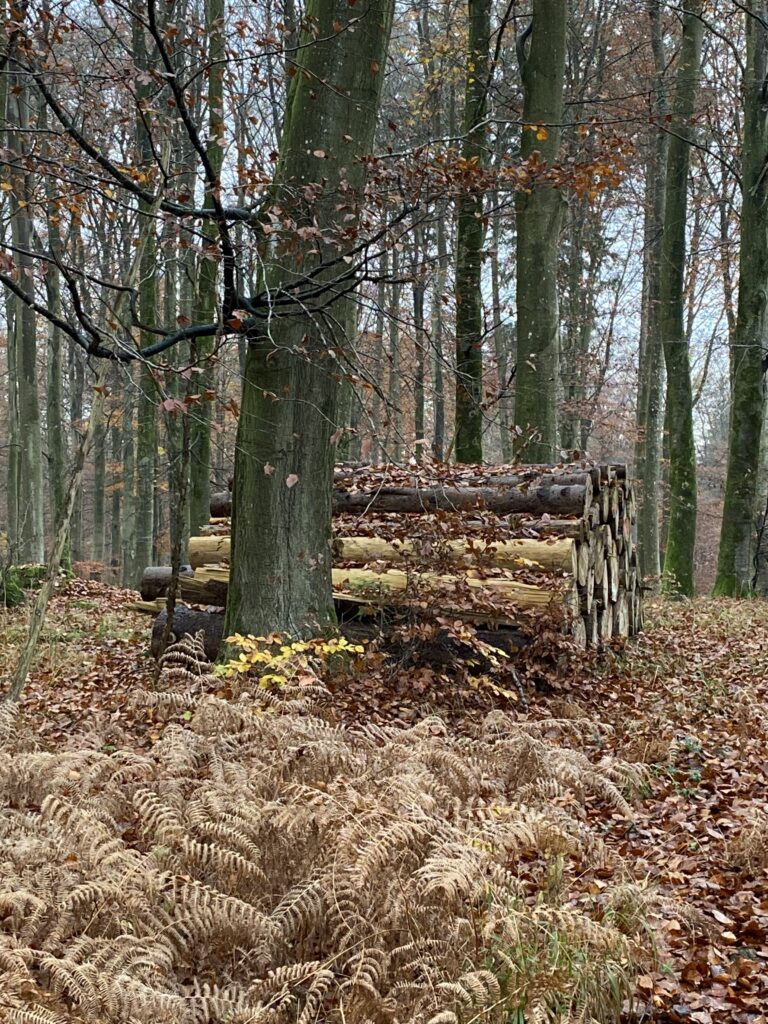 skov