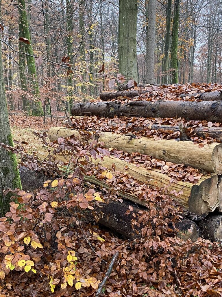 skov