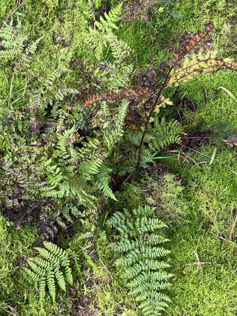skov