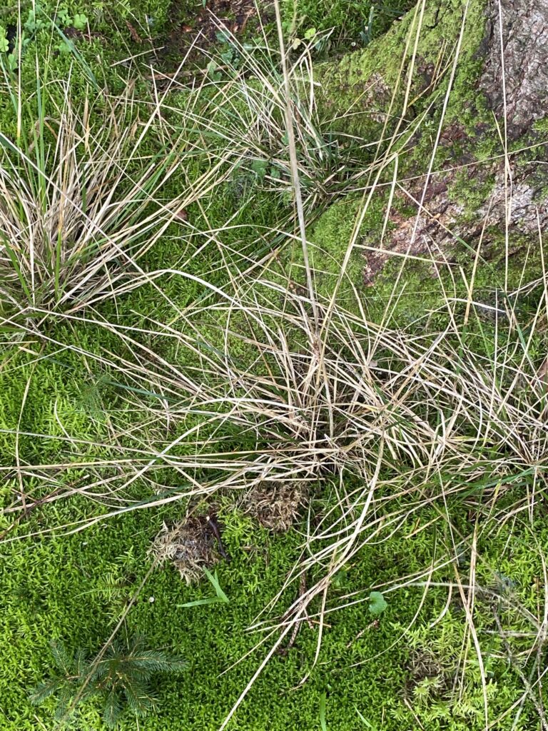 skov