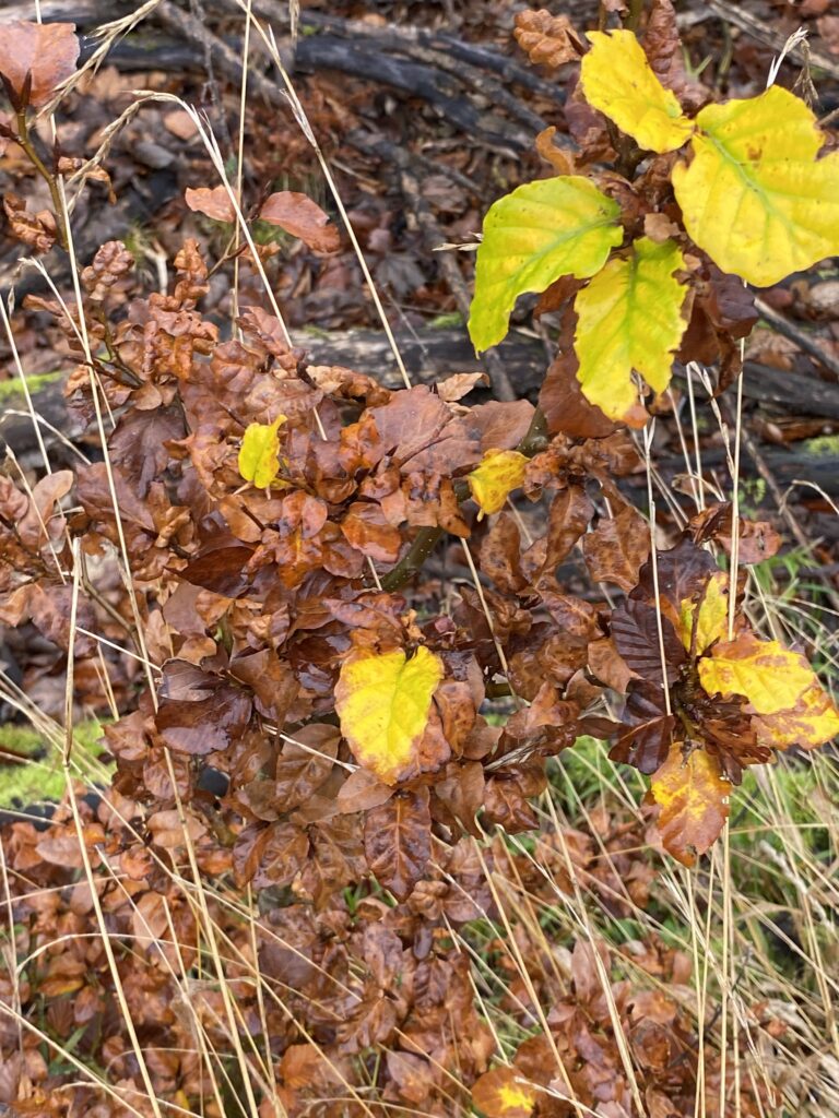skov