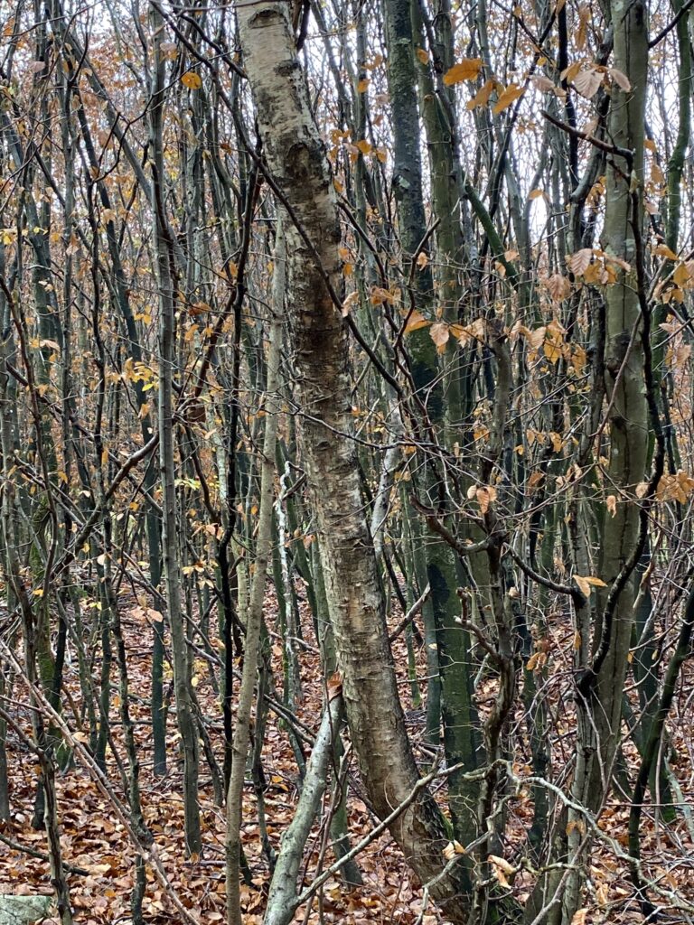 skov