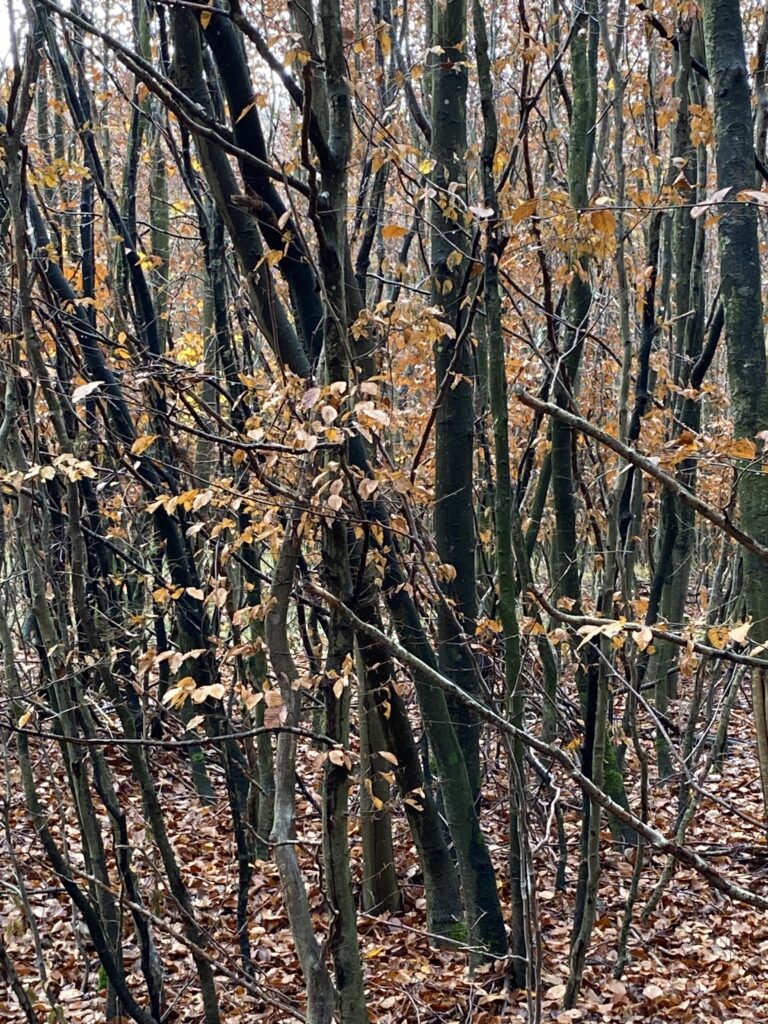 skov