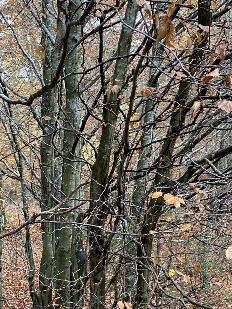 skov