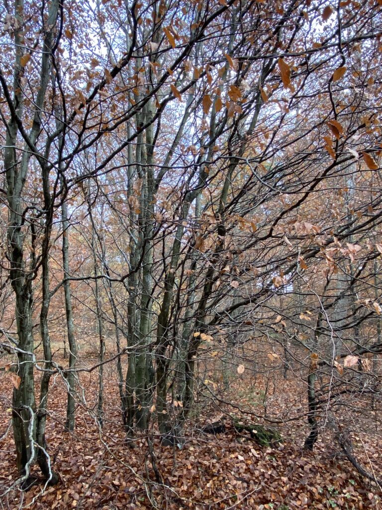 skov
