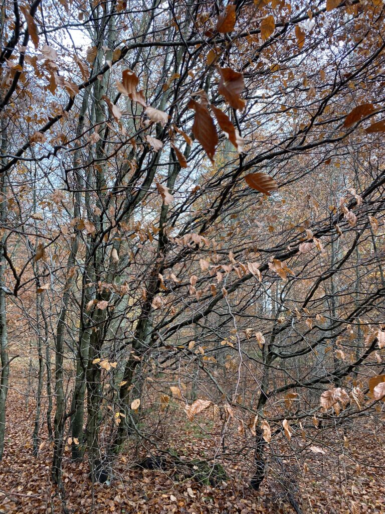 skov