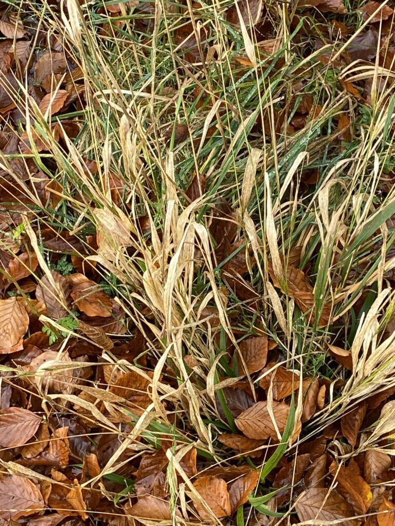 skov
