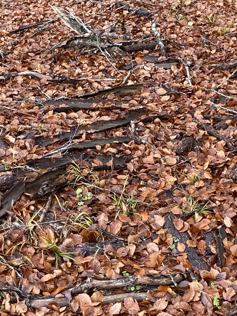 skov
