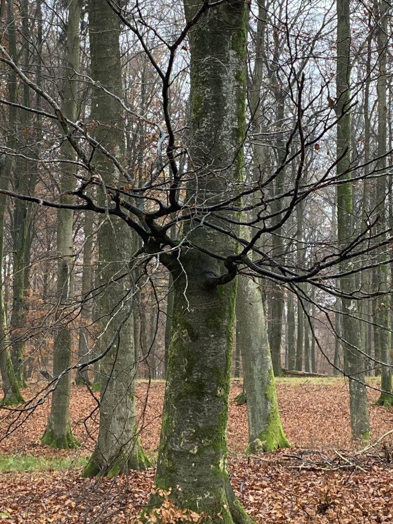 skov