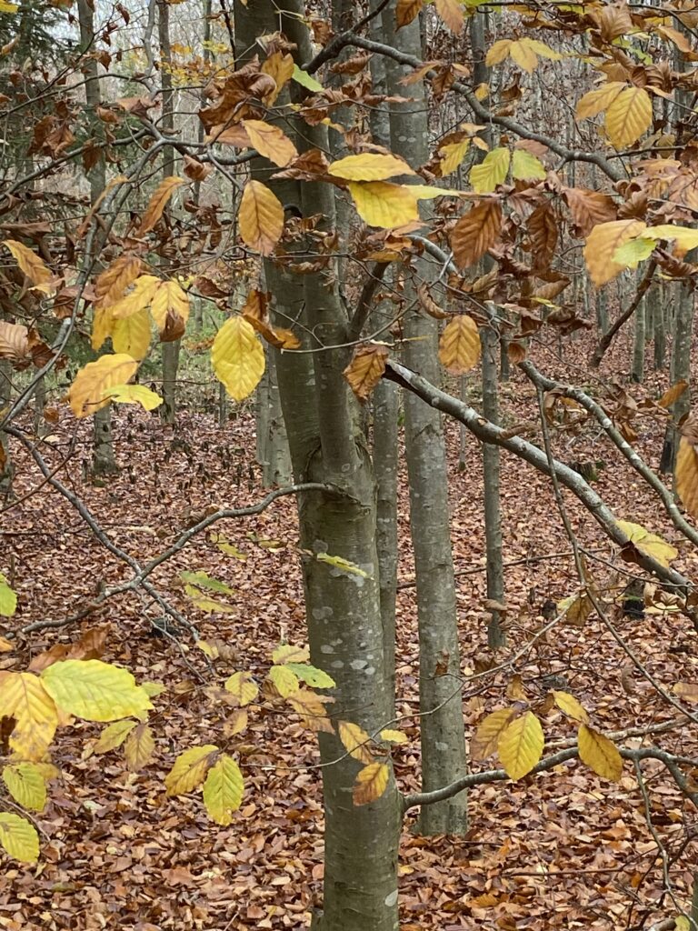 skov