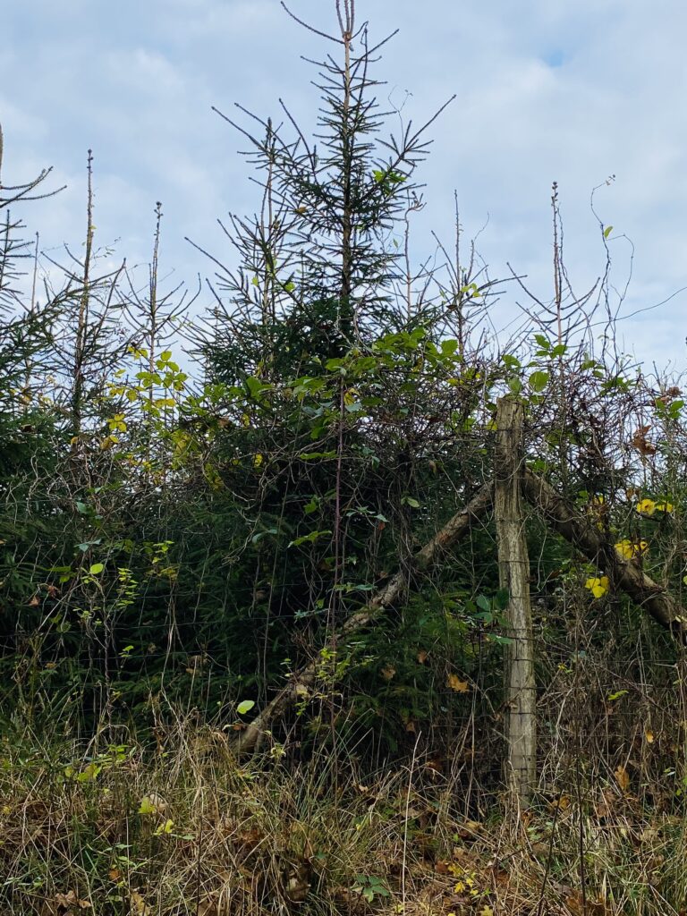 skov