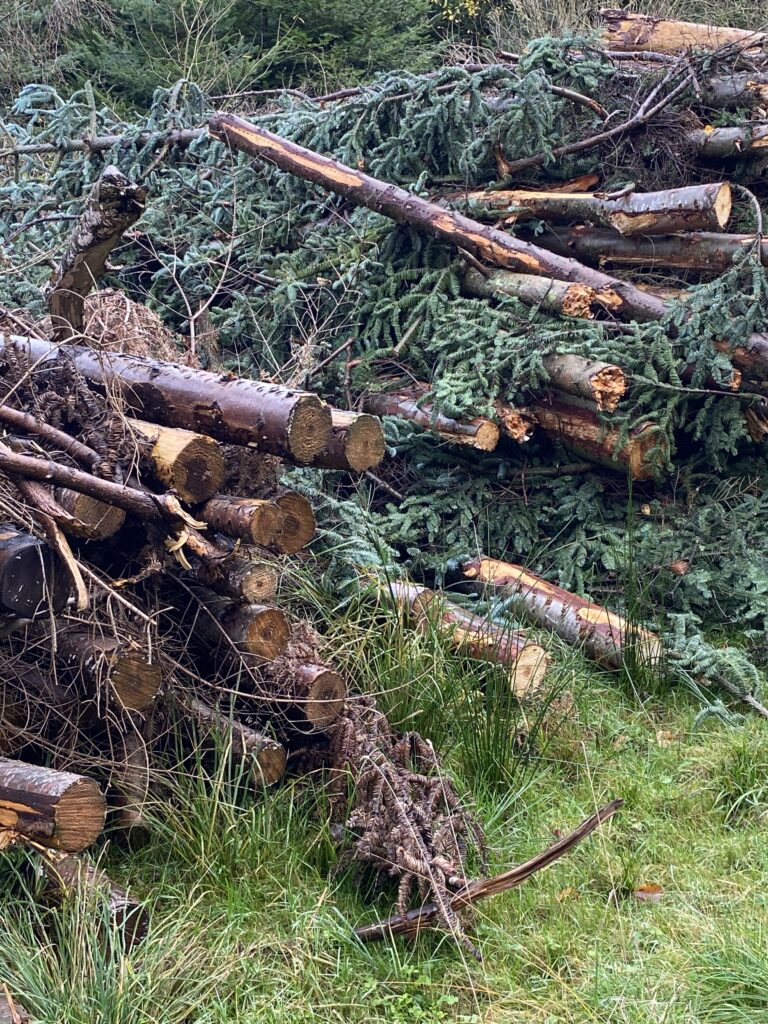 skov