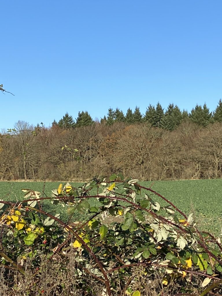 skov