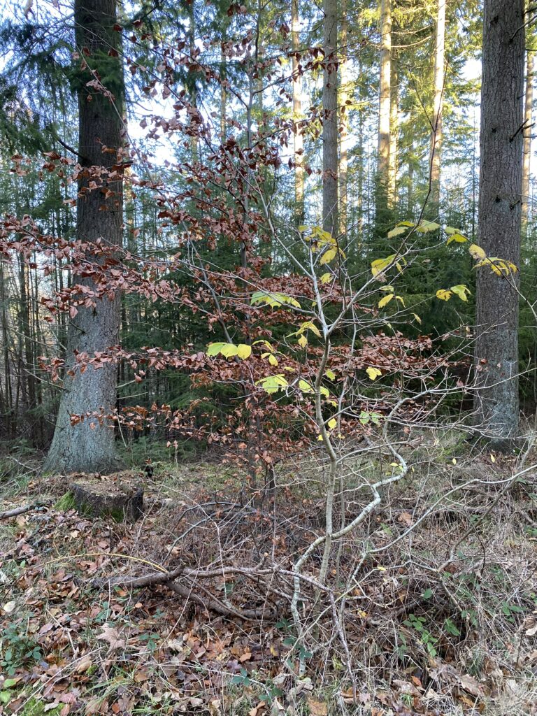 skov
