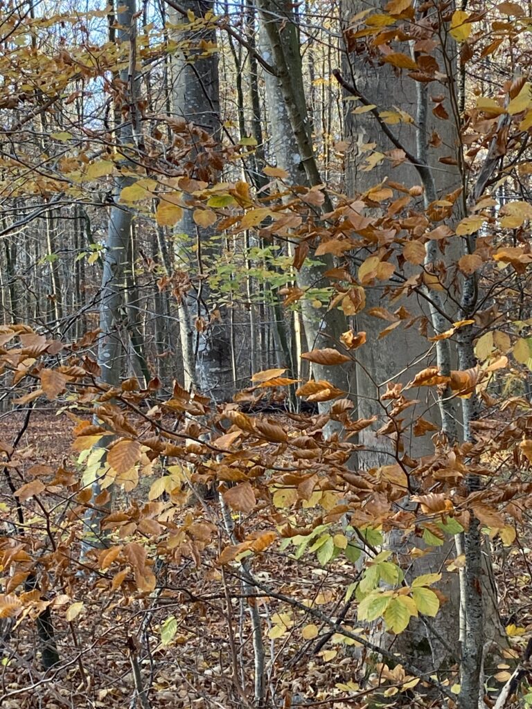 skov