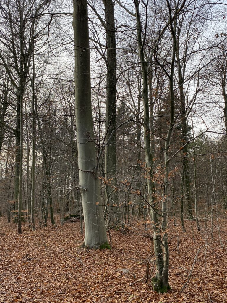 skov