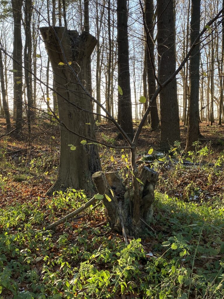 skov