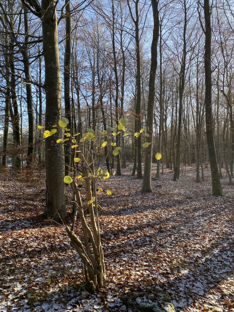 skov