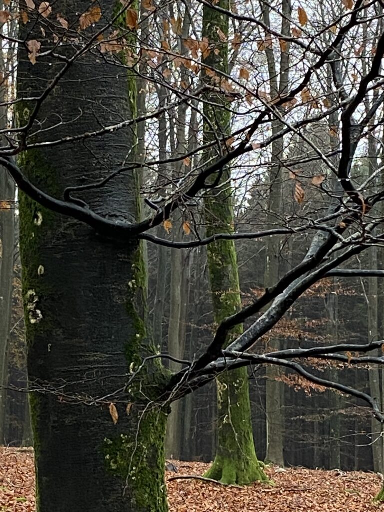 skov