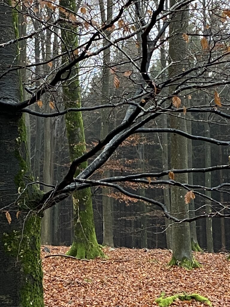 skov
