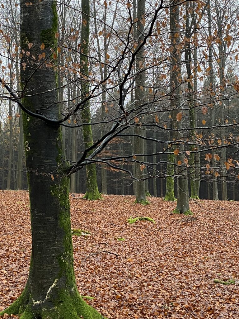 skov