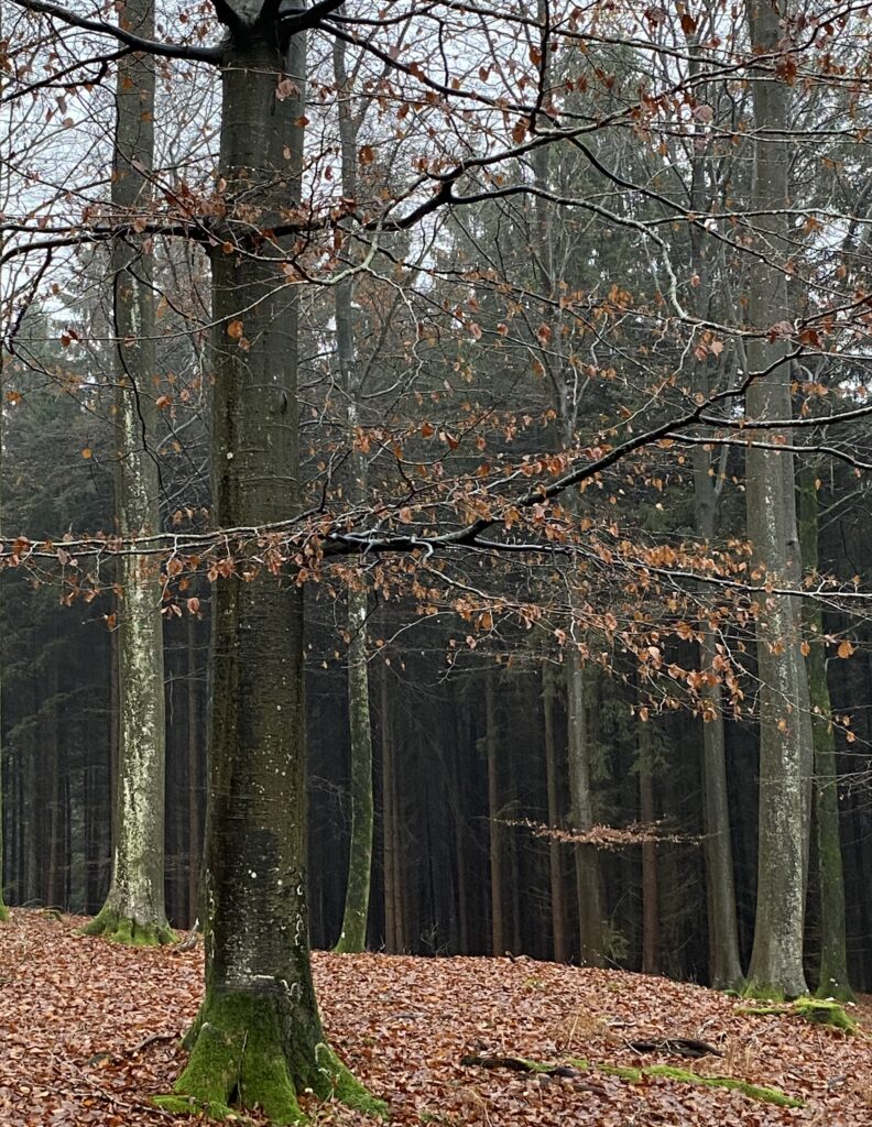skov