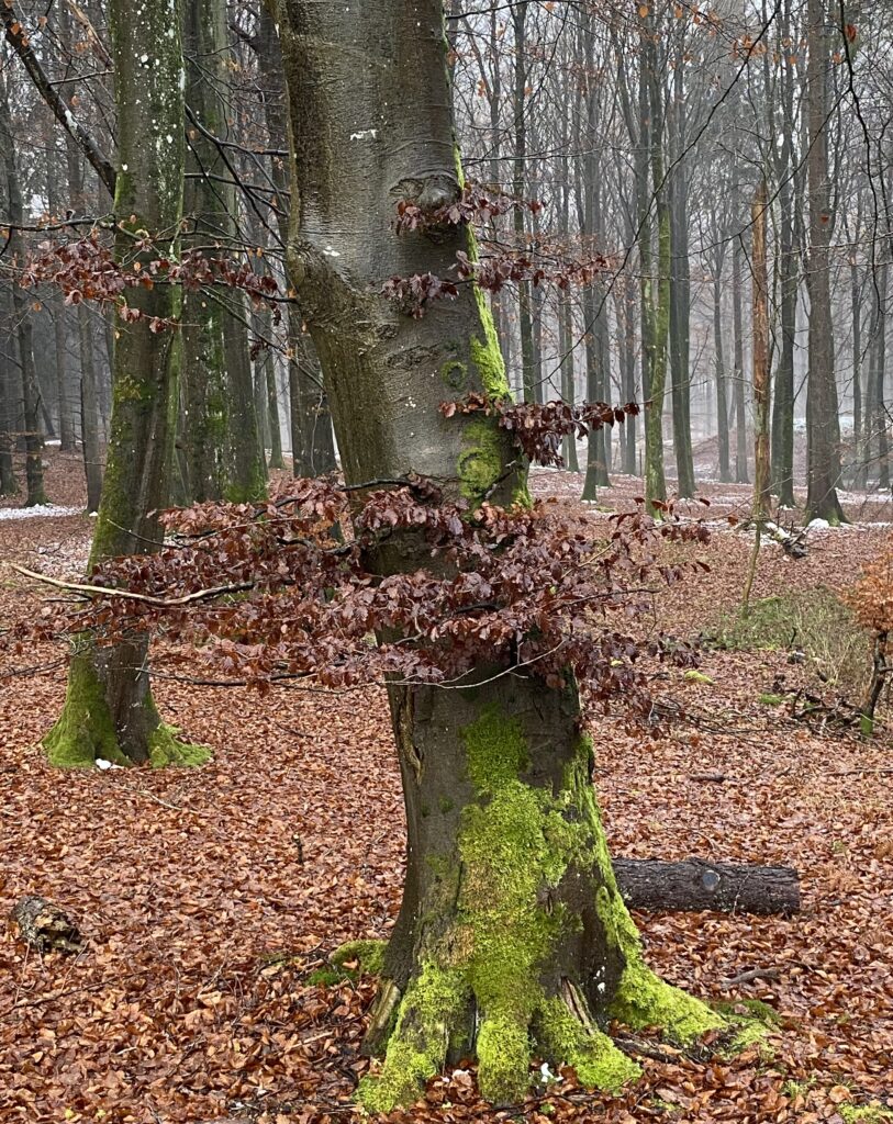 skov