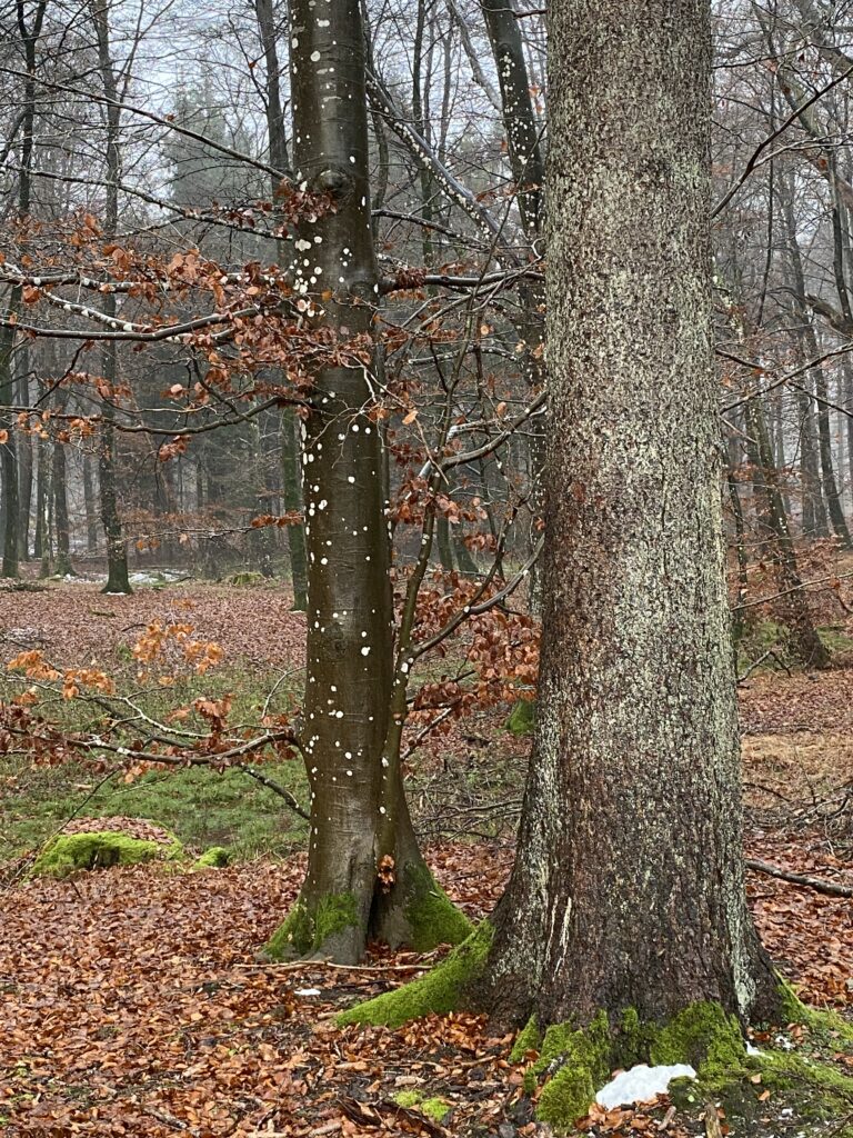 skov