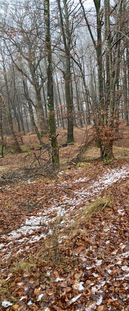 skov