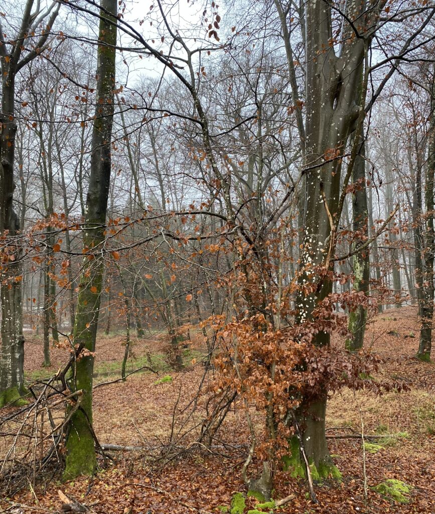 skov