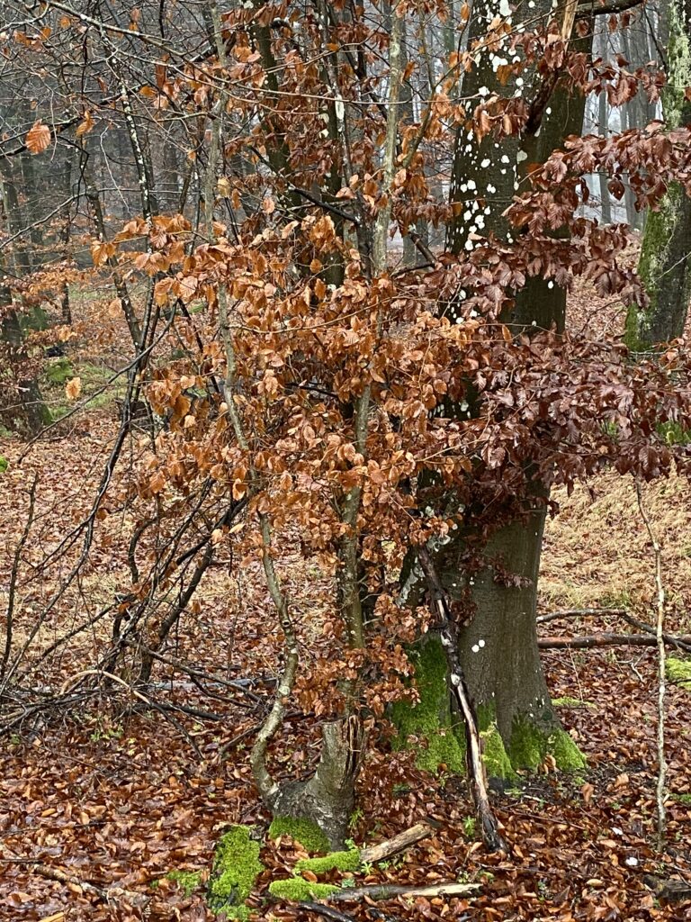 skov