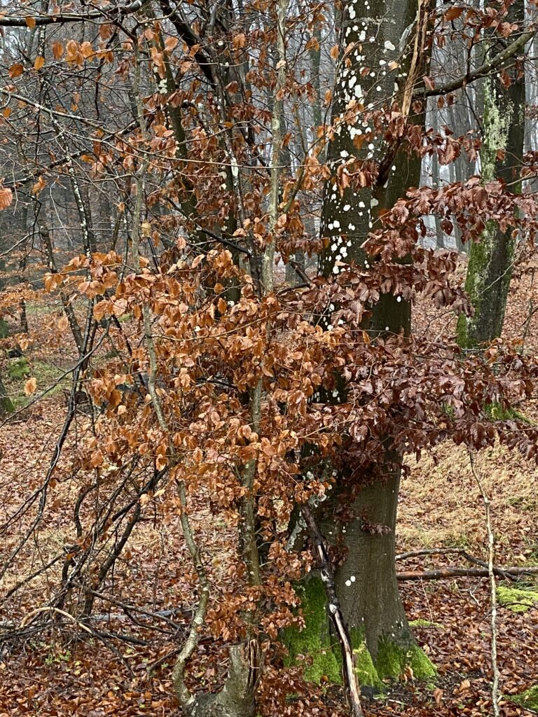 skov
