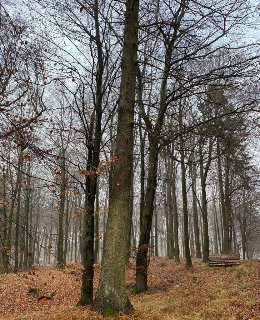 skov