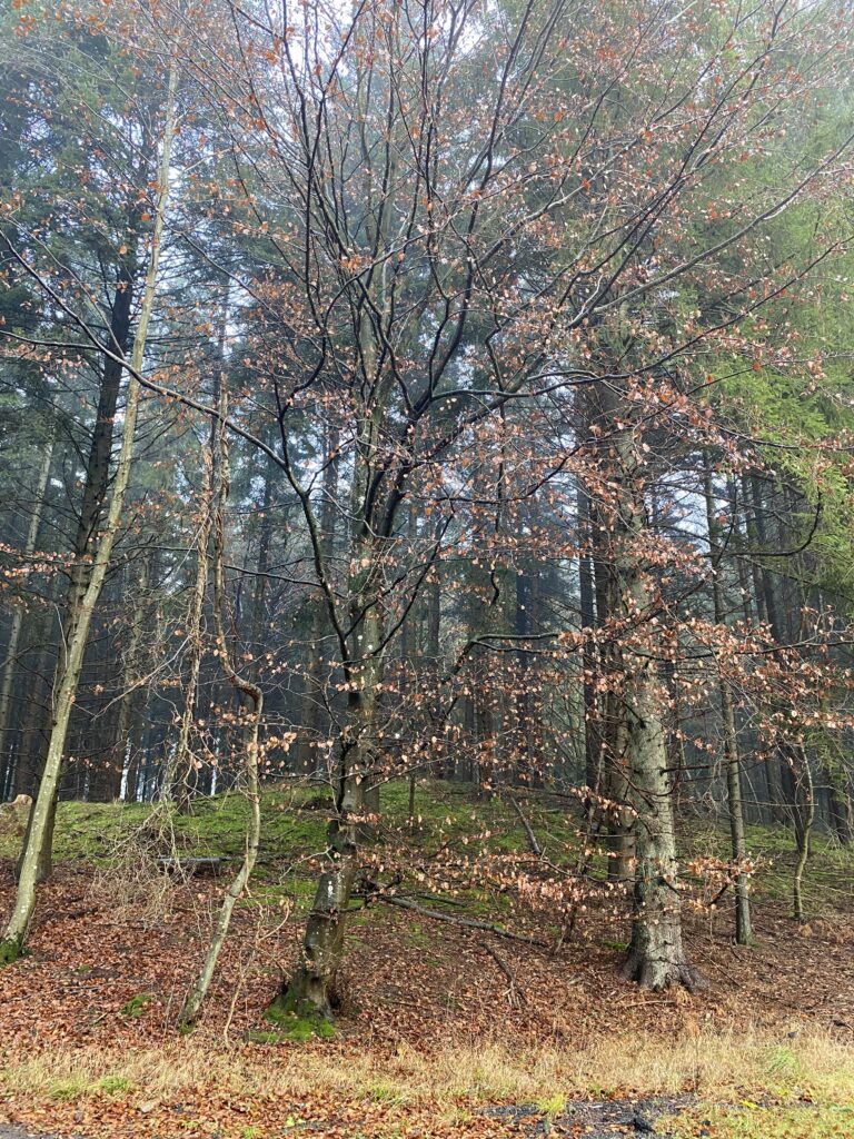 skov