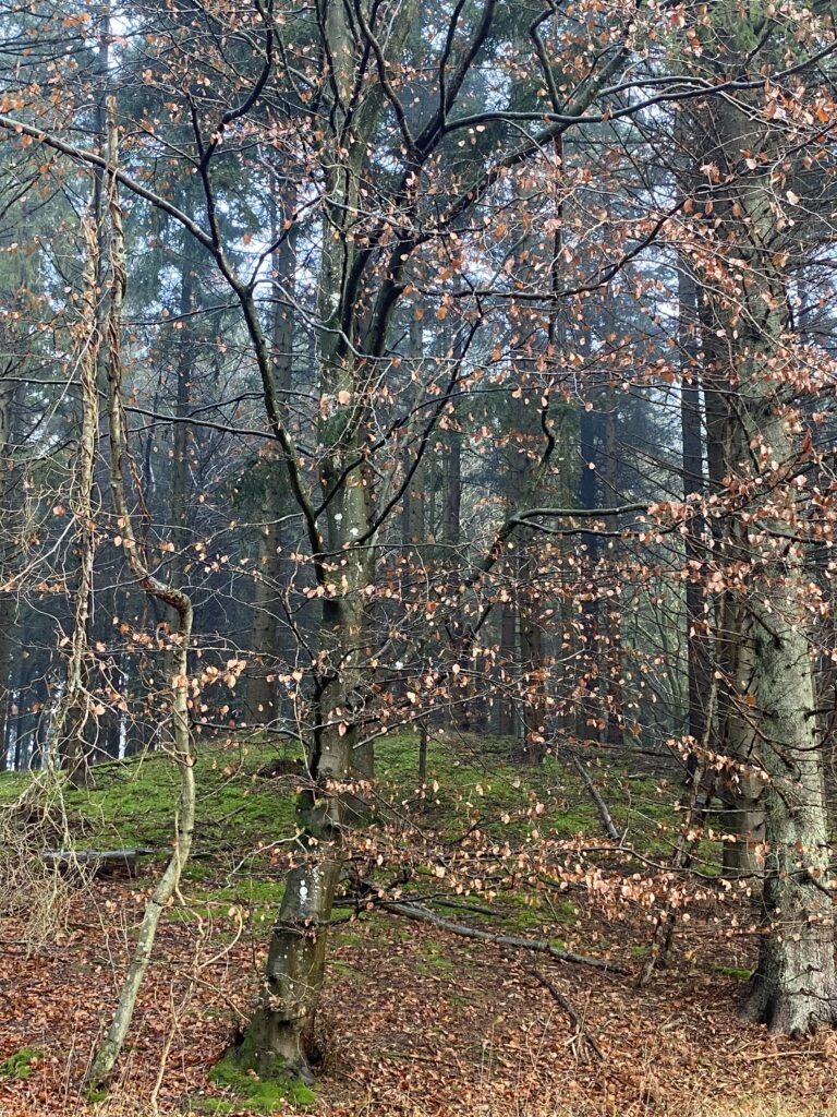 skov
