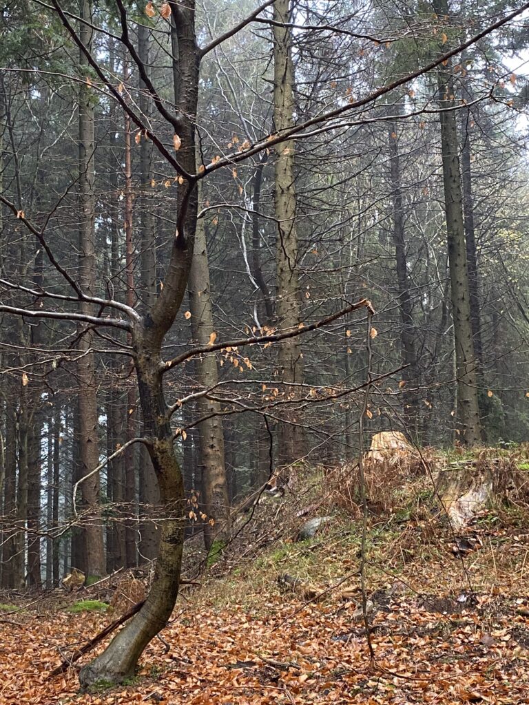 skov