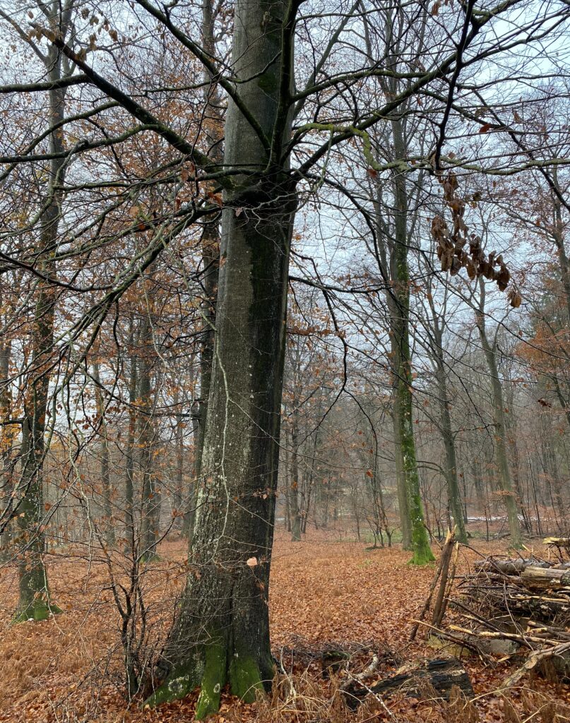 skov