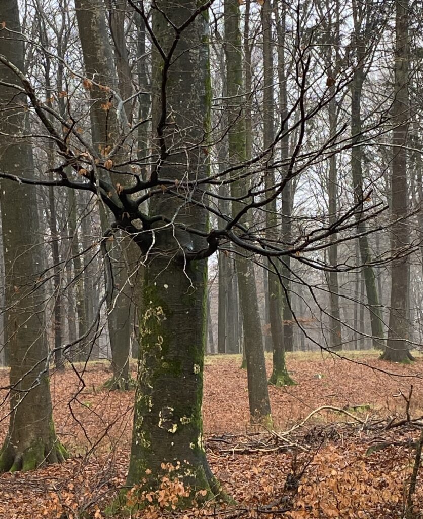 skov