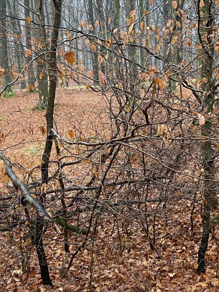 skov