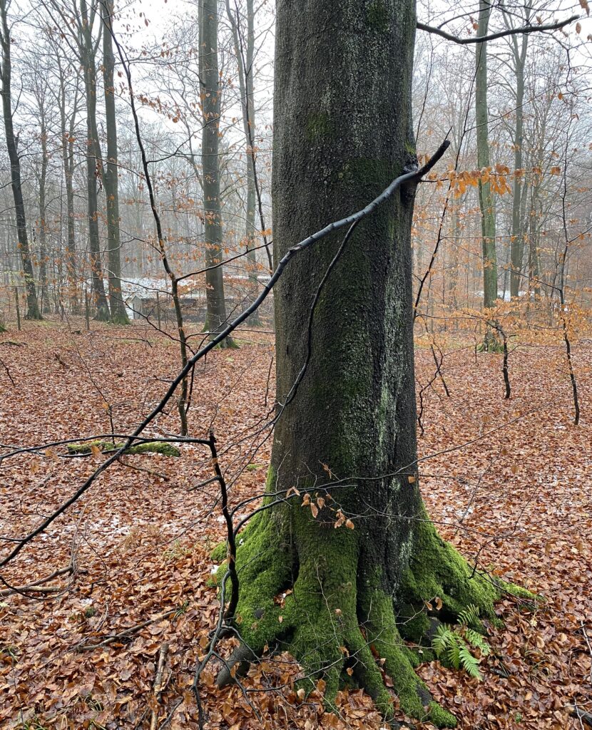 skov