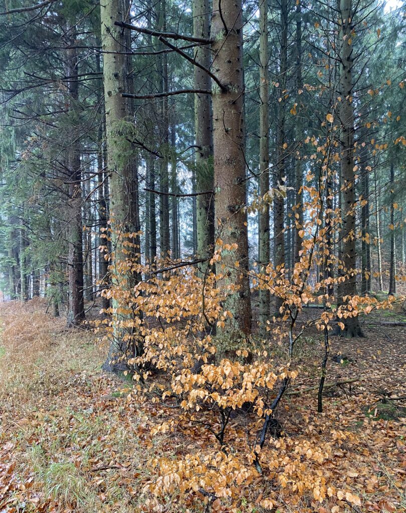 skov